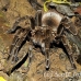 tarantula_la_h_0535_ecu1269.jpg
